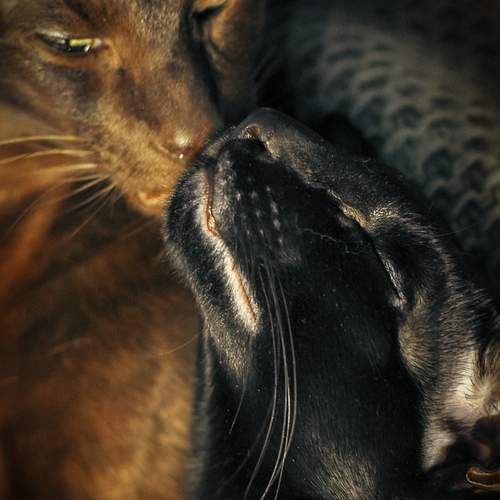 Photo #12231769