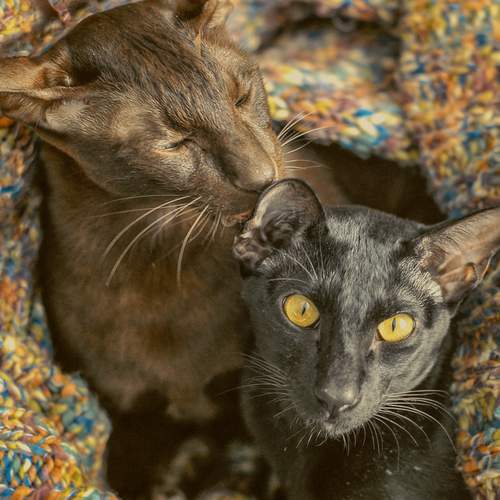 Photo #12231773