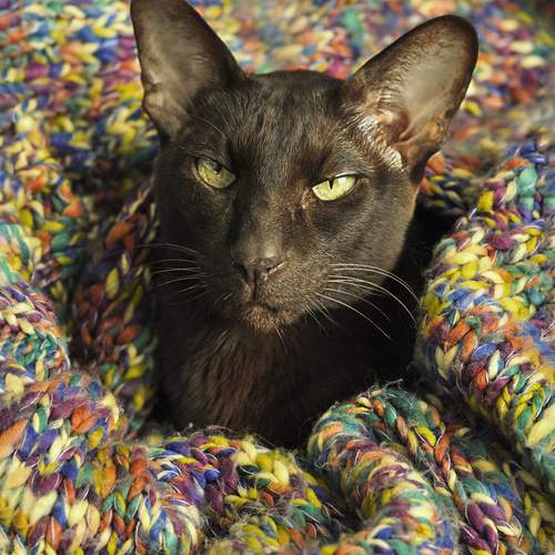 Photo #12231782