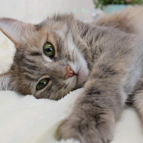 Photo #12231796