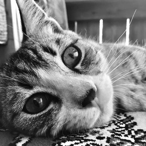 Photo #12231811