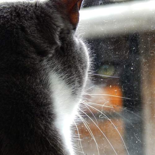 Photo #12231840