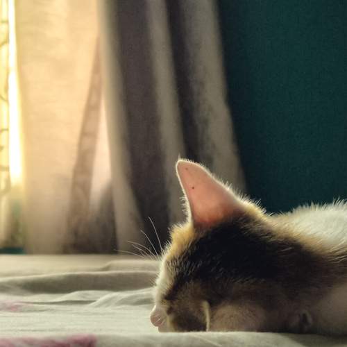 Photo #12232067