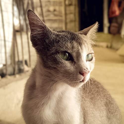 Photo #12232087