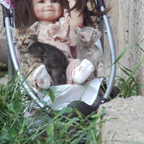 Photo #12232105