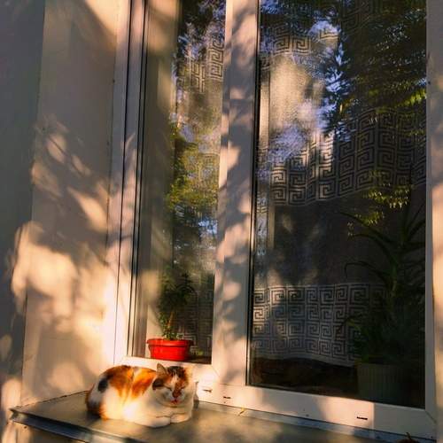 Photo #12232199