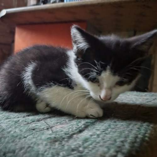 Photo #12232283