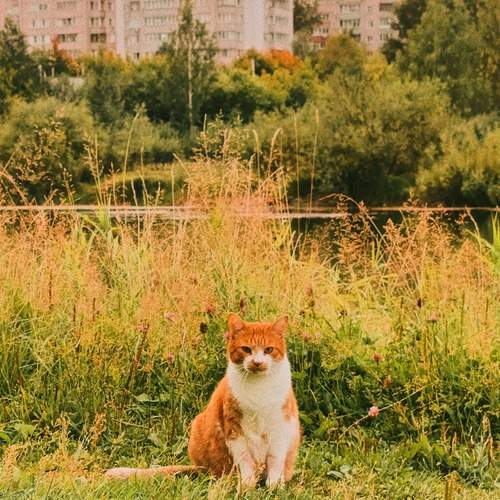 Photo #12232334