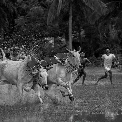 Photo #12232612