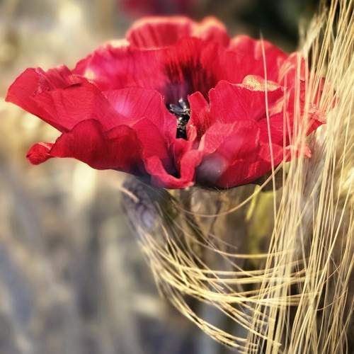 Photo #12232745