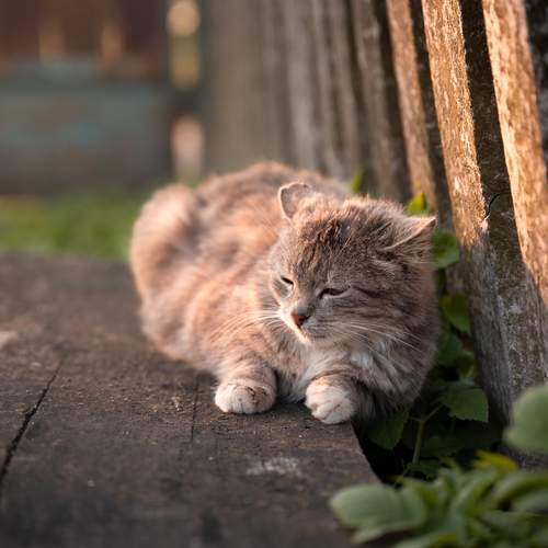 Photo #12232960