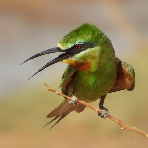 Photo #12233667