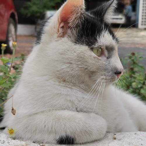 Photo #12233741