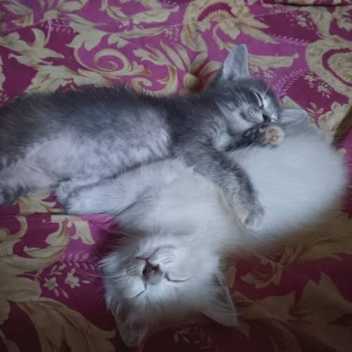Photo #12233886
