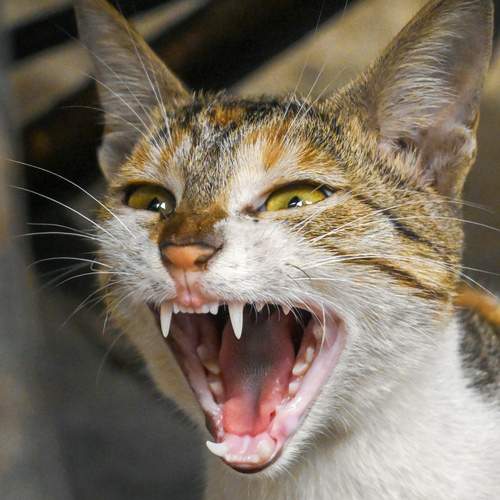 Photo #12233922