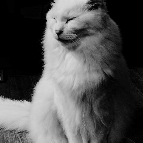 Photo #12234093