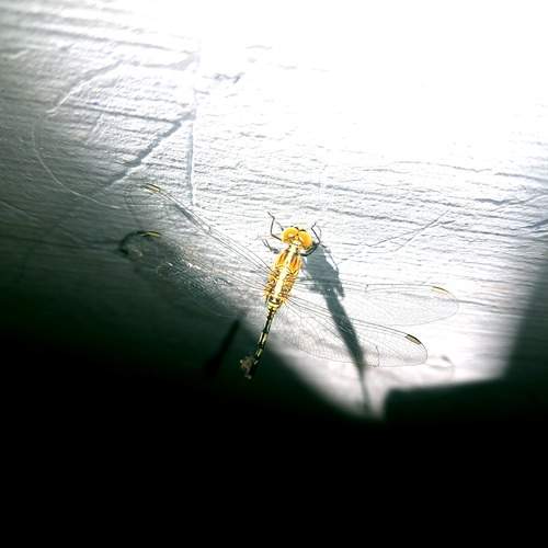 Photo #12234096