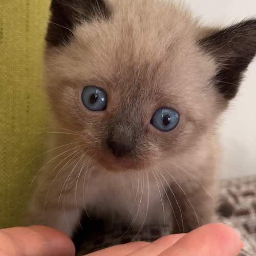 Photo #12234510