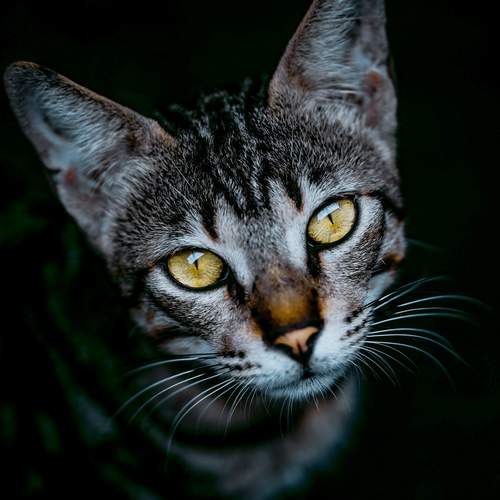 Photo #12234612