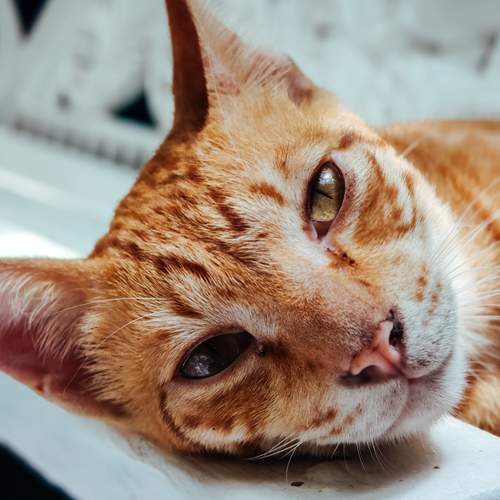 Photo #12234615