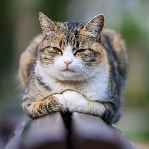 Photo #12234679