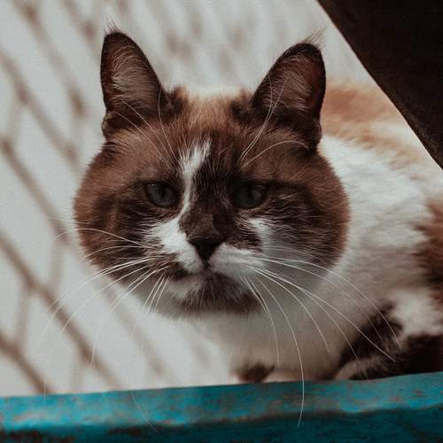 Photo #12234984