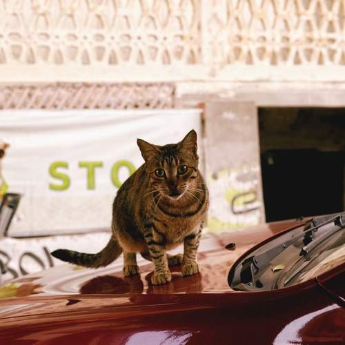 Photo #12234992
