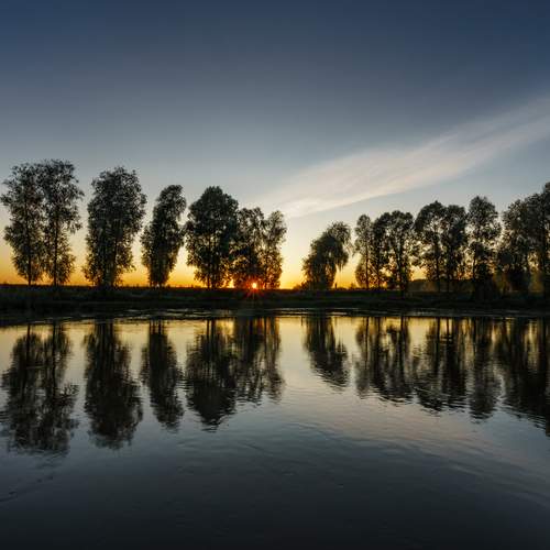 Symetric Sunset in Trees