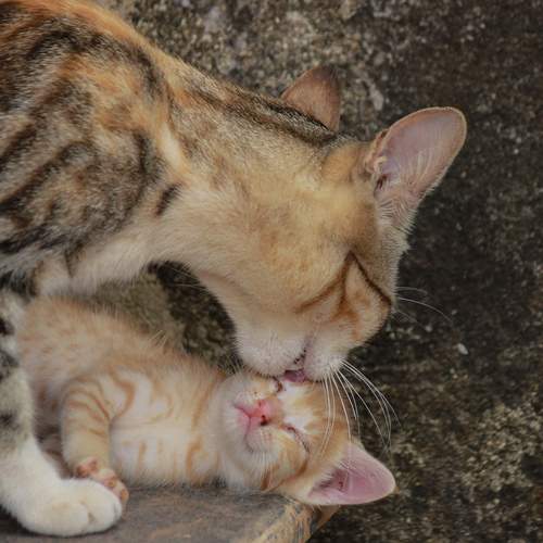 Photo #12235221