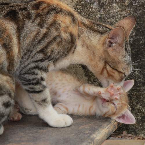 Photo #12235227