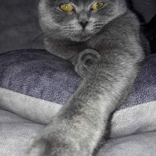 Photo #12235244