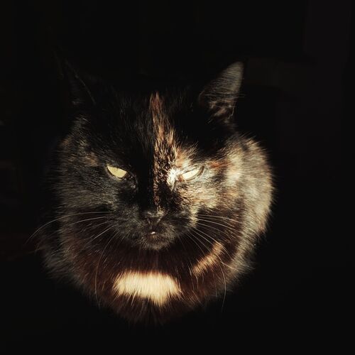 Photo #12235402