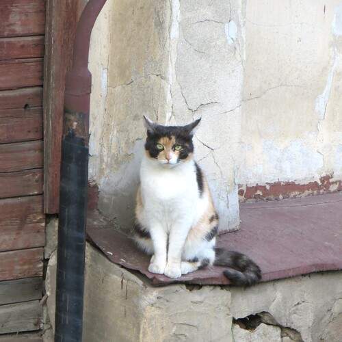 Photo #12235464