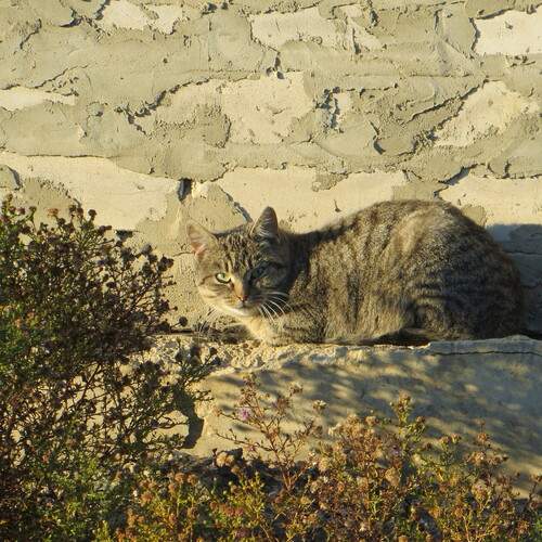 Photo #12235515