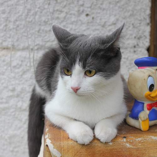 Photo #12235525