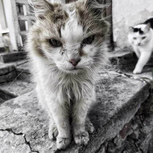Photo #12235610