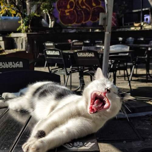 Photo #12235954