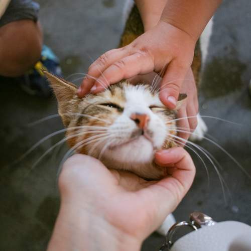 Photo #12236035