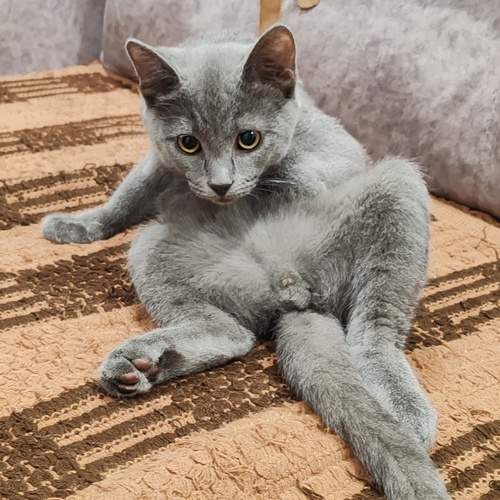 Photo #12236293