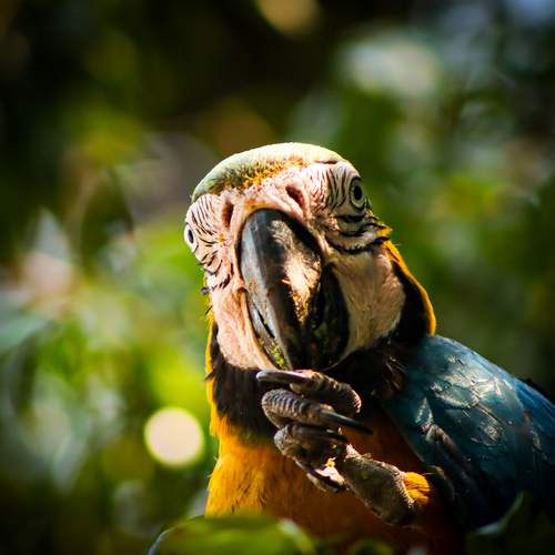 Arara Canindé