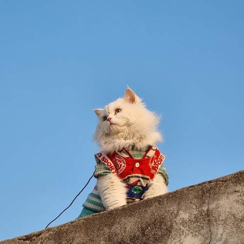 Photo #12236440