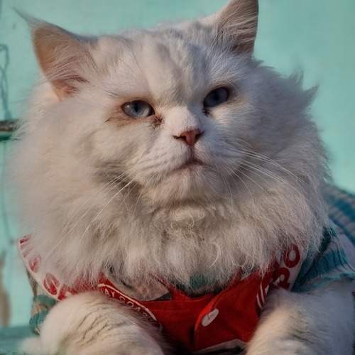 Photo #12236446