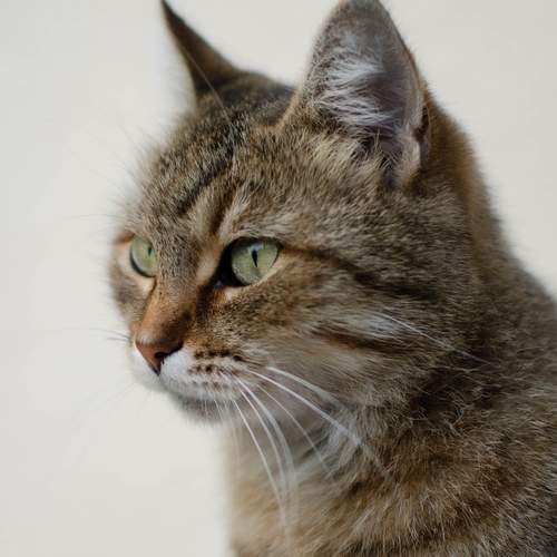 Photo #12236450