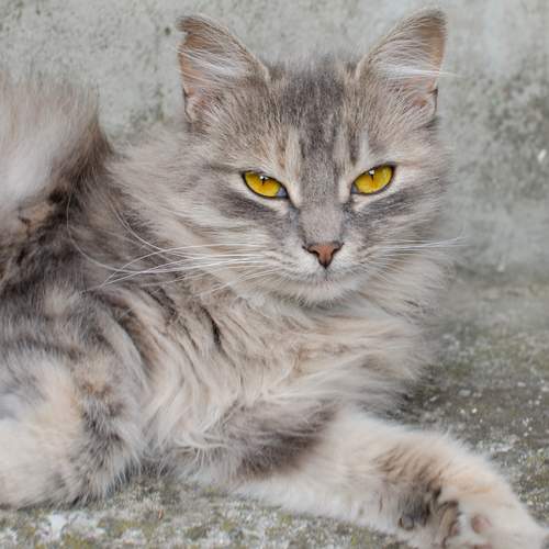 Photo #12236462