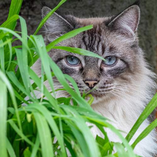 O Gato Taco