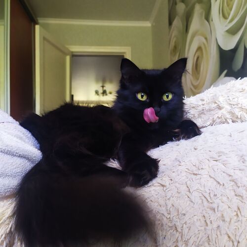 Photo #12236707