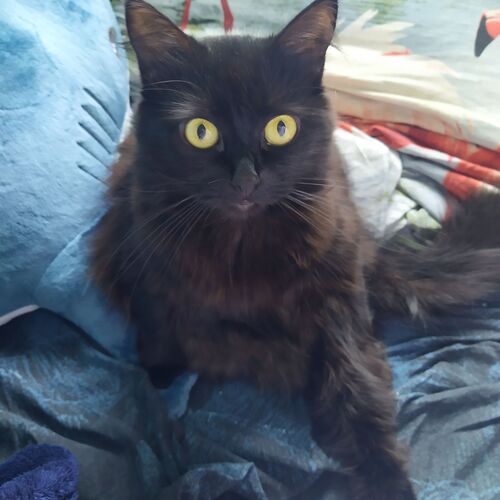 Photo #12236710