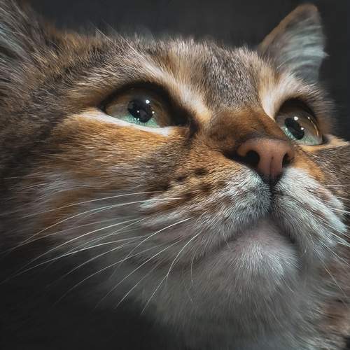 Photo #12236919