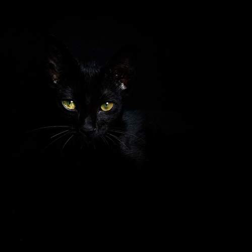 Noir
