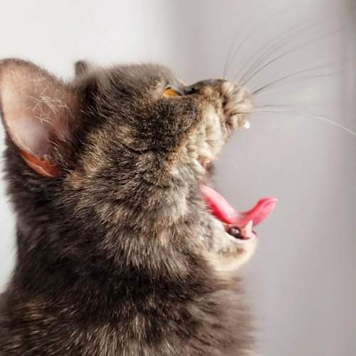 Photo #12237074